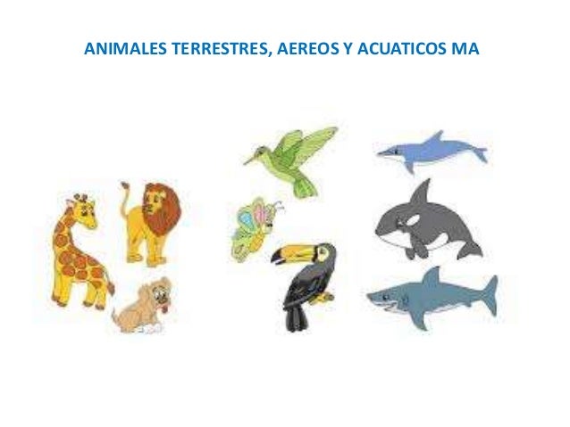 Imagenes De Animales Acuaticos Terrestres Y Aereos | animales terrestres aereos y acuaticos Imagenes De Animales Acuaticos Terrestres Y Aereos | animales terrestres aereos y acuaticos