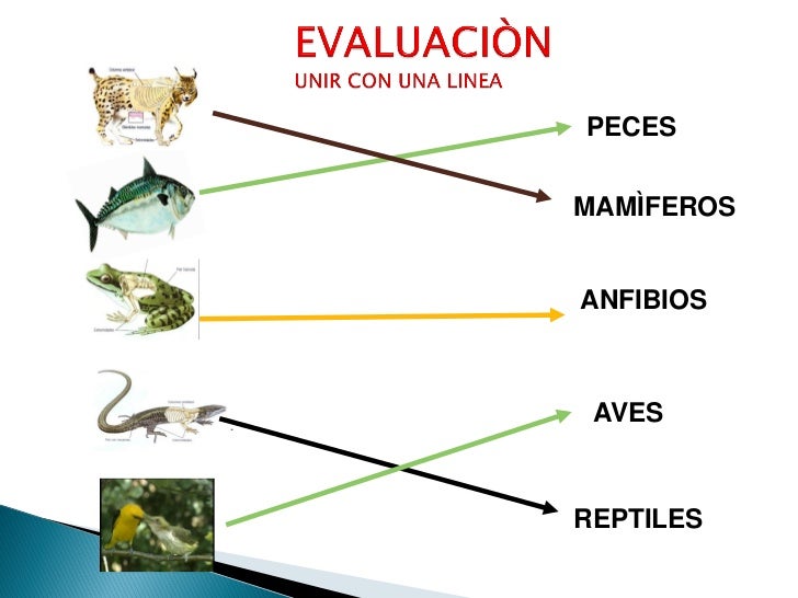 Animales vertebrados e invertebrados