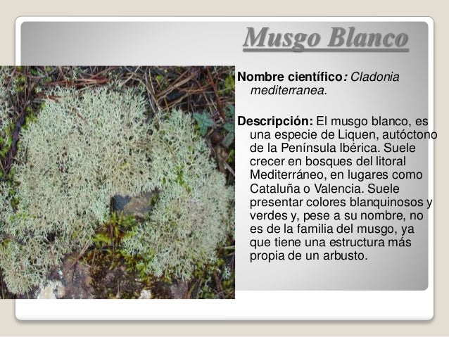 Arroz Blanco Nombre Cientifico