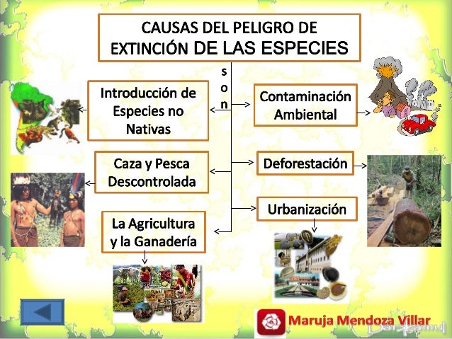 Animalesy Plantas En Peligro De ExtincióN