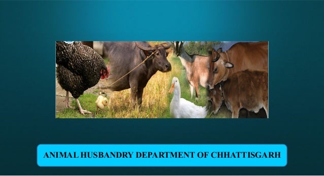 Essay on animal husbandry