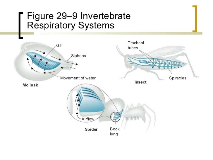 Animal kingdom comparative anatomy
