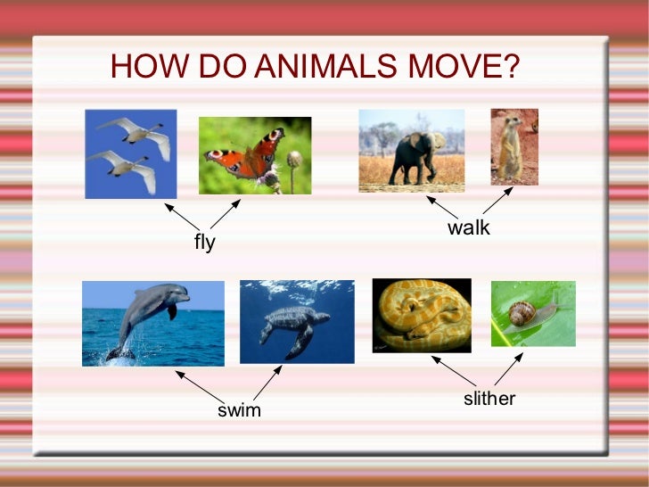 dinosaur that can walk swim and fly
