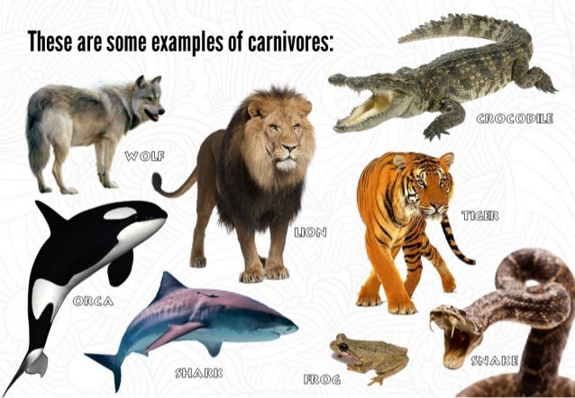 example carnivores