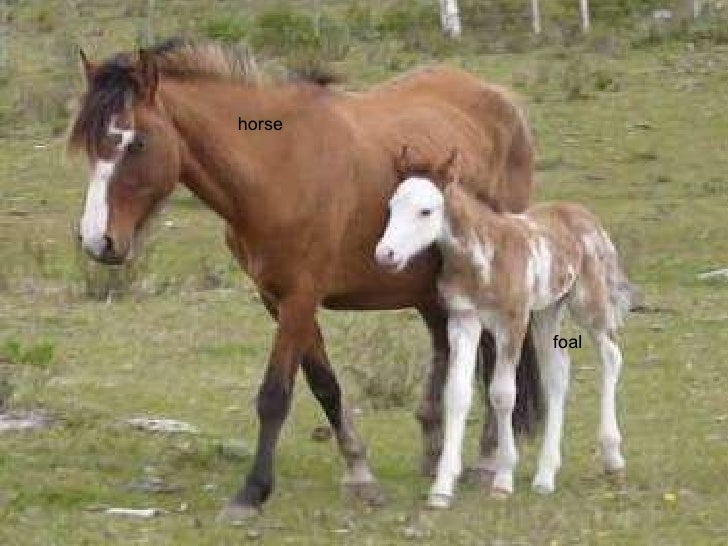 Animals The Animals Animals The Animals