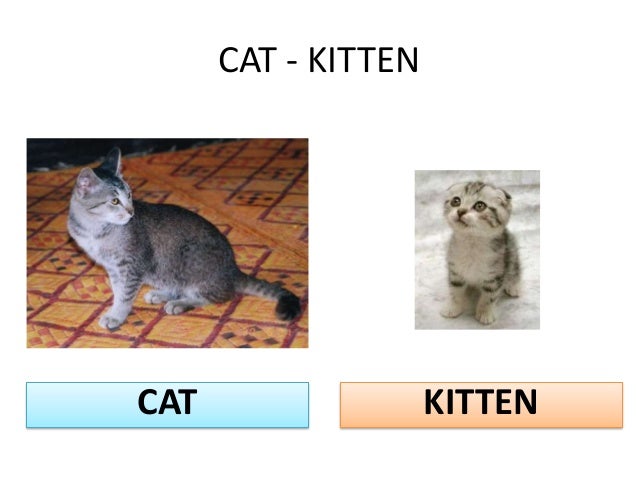 Name Of The Cat In Animal Farm Name Of The Cat In Animal Farm