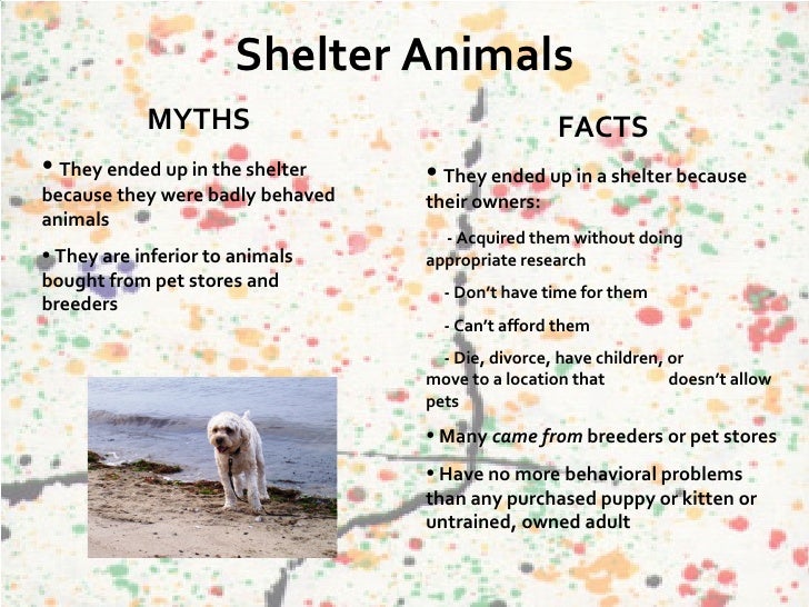 Unwanted Dogs Vs Unwanted Cats Unwanted Dogs Vs Unwanted Cats