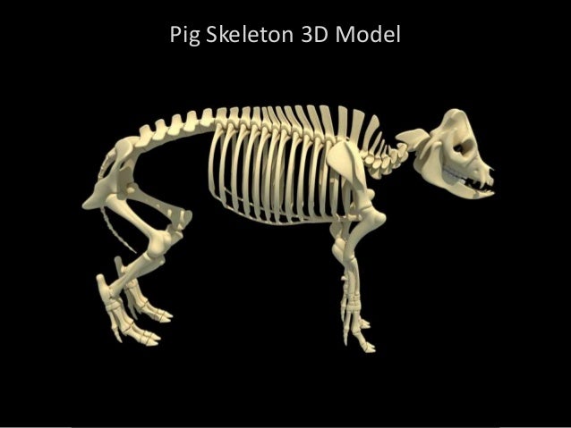 Copy Of 3 Bones Skeletons - Lessons - Blendspace