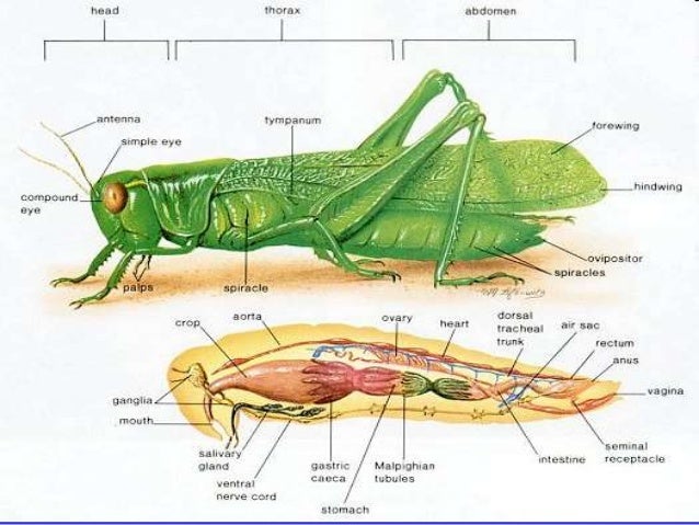 the grasshopper and the bell cricket summary