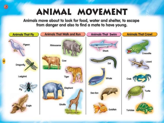 animals-movement