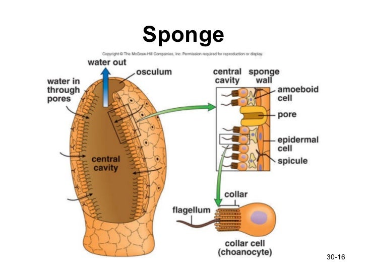 diagram of sponge animals pt1 diagram of sponge animals pt1