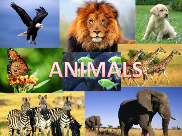 Powerpoint presentation about wild animals