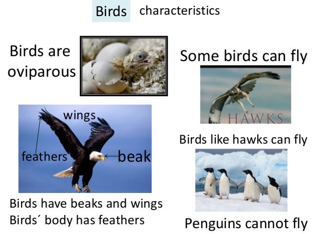 Birds characteristics
Birds are
oviparous
Some birds can fly
wings
Birds like hawks can fly
feathers
beak
Birds have ...
