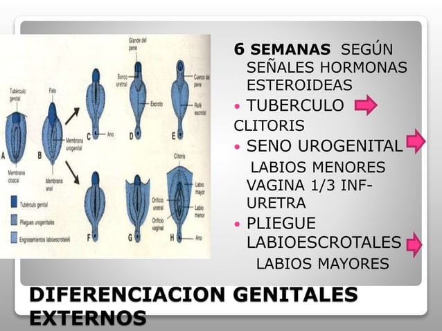 ANOMALIAS CONGENITAS VULVA VAGINA UTERO Ppt