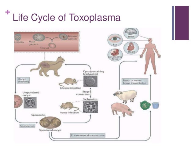 Cat Litter Box Disease Transmission Cat Litter Box Disease Transmission