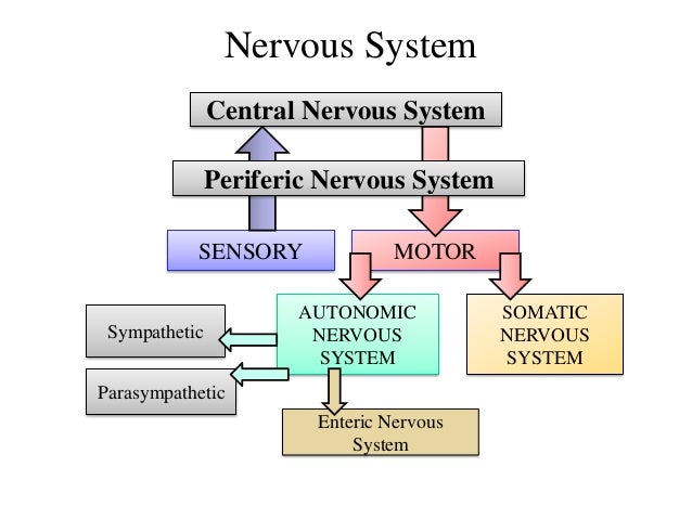 Central Nervous System, The Autonomic Nervous System