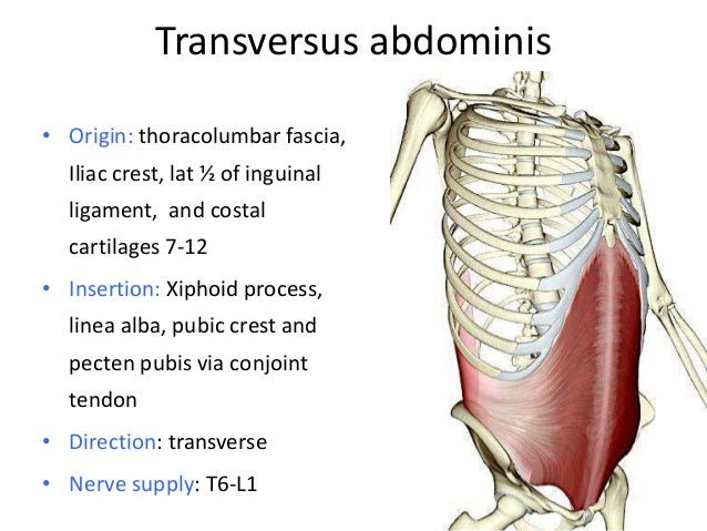 Anterior abdominal wall