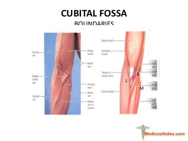 Anterior compartment of cubital fossa and arm medicos notes.com