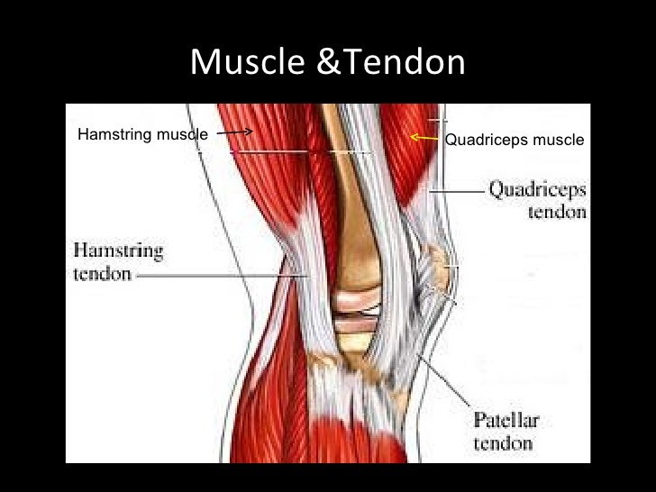 an introduction to anterior crutiate ligament injuries Learn about injuries to the anterior cruciate ligament (acl), which is one of four knee ligaments that connect the upper leg bone (femur) with the lower leg bone (tibia. an introduction to anterior crutiate ligament injuries Learn about injuries to the anterior cruciate ligament (acl), which is one of four knee ligaments that connect the upper leg bone (femur) with the lower leg bone (tibia.