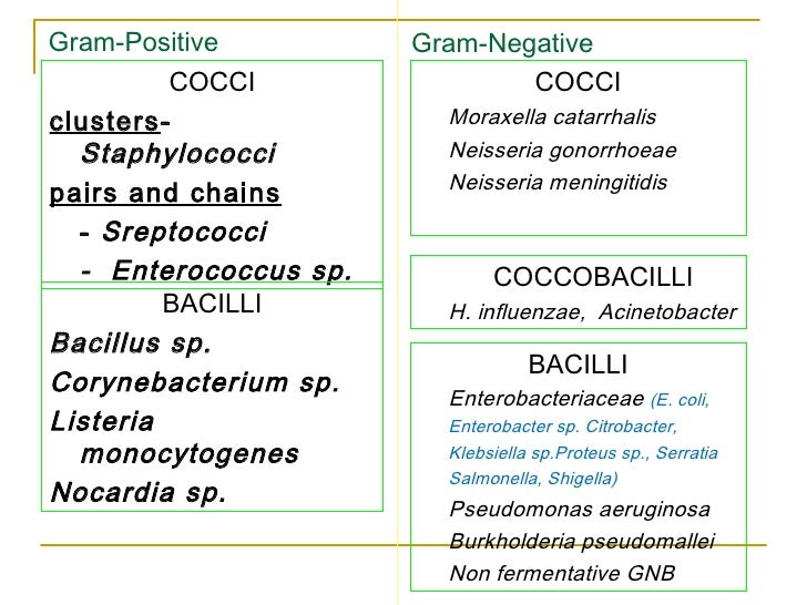 antibiotics to treat gram negative rods antibiotics to treat gram negative rods