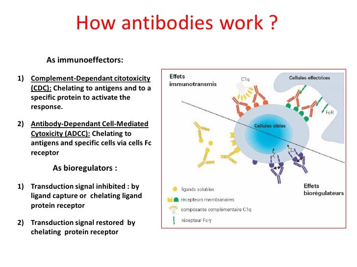 Antibodies