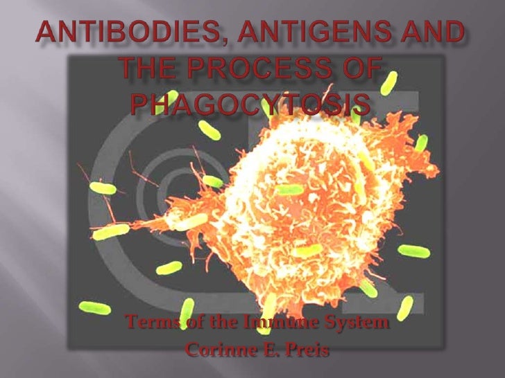 Antibodies, antigens and the process of phagocytosis