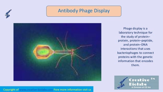 phage display antibody repertoire