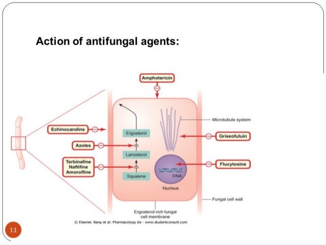 Terconazole Topical picture Terconazole Topical foto
