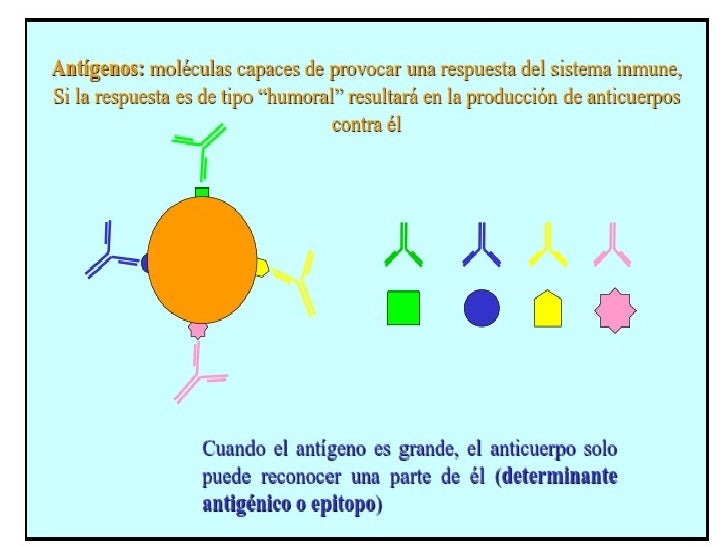 Antigeno anticuerpo