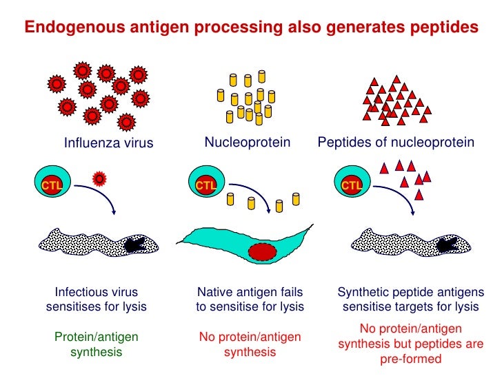 Antigen Processing