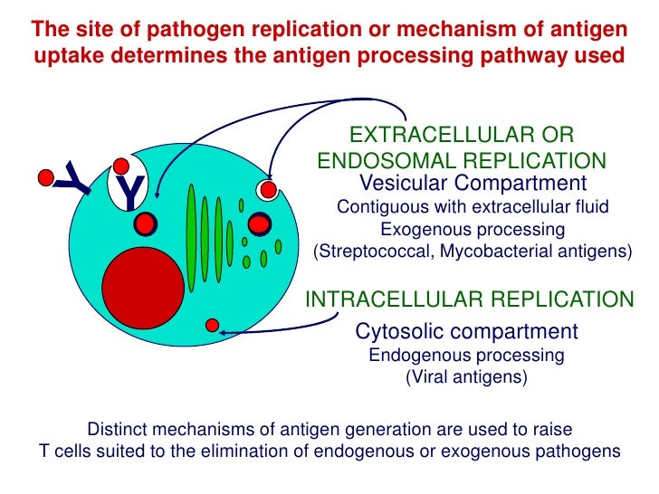 Antigen Processing