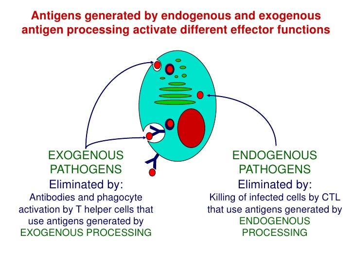 Antigen Processing