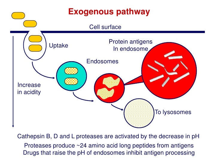 Antigen Processing