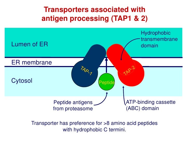 Antigen Processing