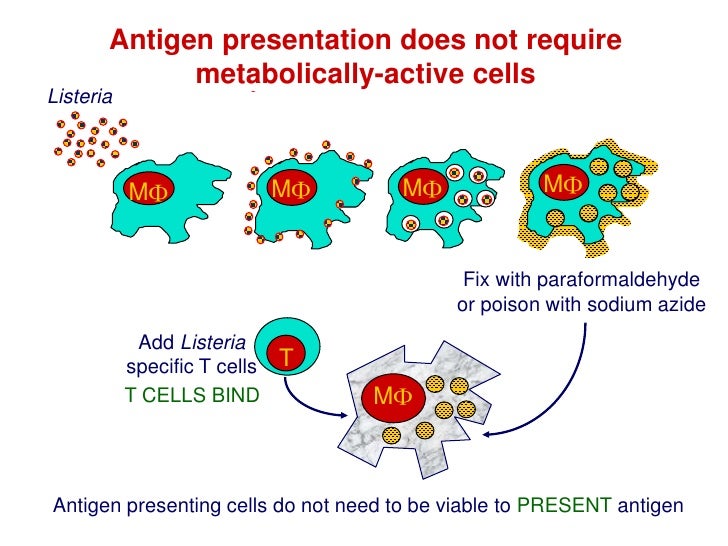 Antigen Processing