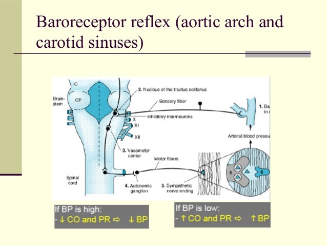 Catapres Drug Action
