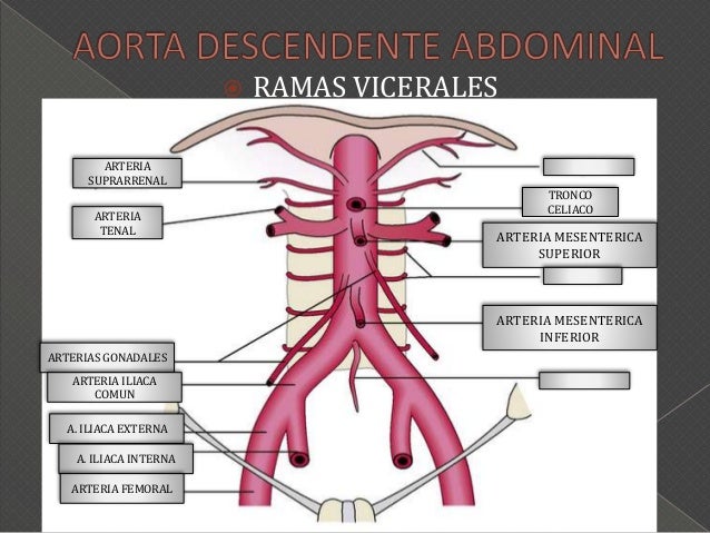 Aorta abdominal y arcos palmares