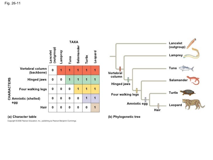 Ap Chapter 26 Evolutionary History Of Biological Diversity