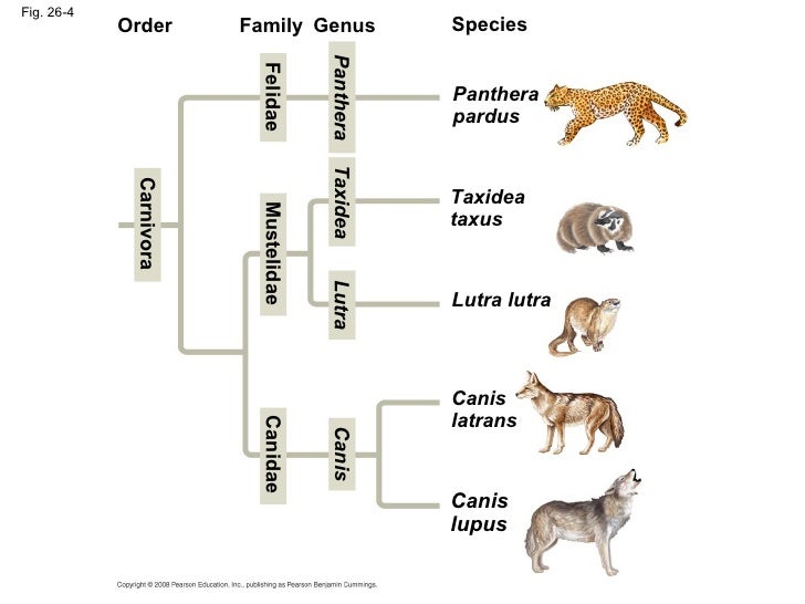 What The Other Name For Cat Felidae What The Other Name For Cat Felidae