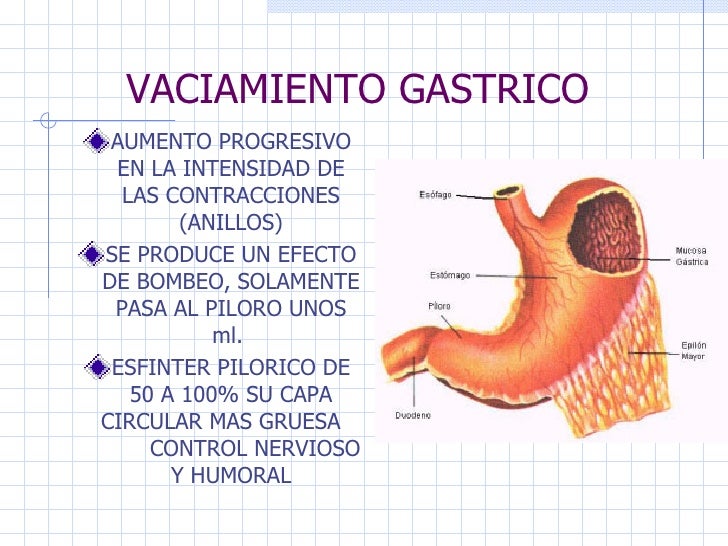 Ap. Digestivo Ii