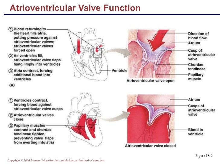 Ap2 chap18heartclass