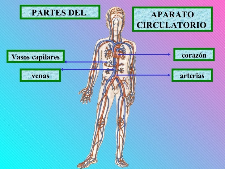 APARATO CIRCULATORIO
