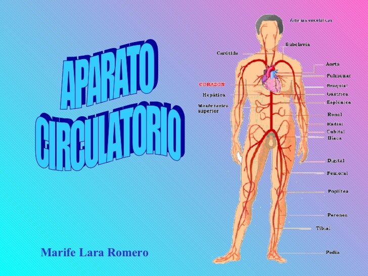 FUNCION DEL APARATO CIRCULATORIO funcion del aparato circulatorio: