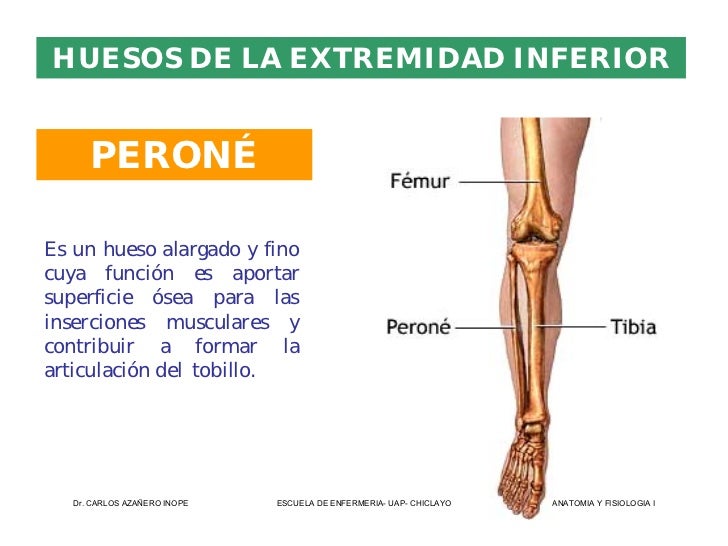 Aparato Locomotor De La Extremidad Inferior