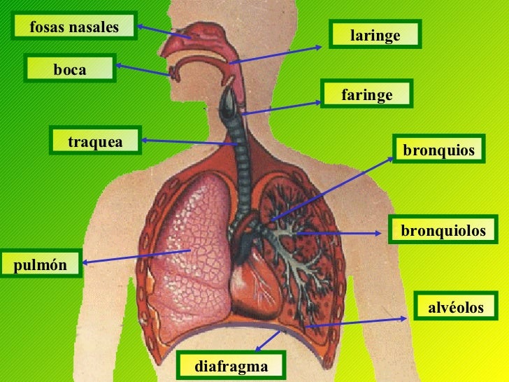 Resultado de imagen de aparato respiratorio