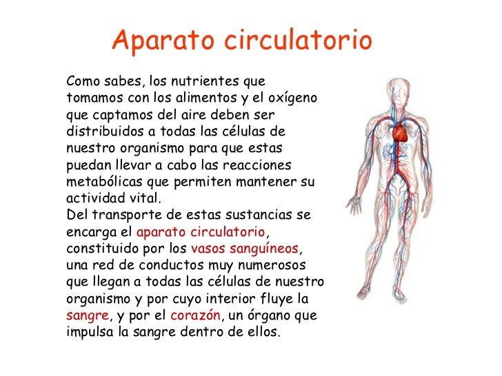 FUNCION DEL APARATO CIRCULATORIO funcion del aparato circulatorio: