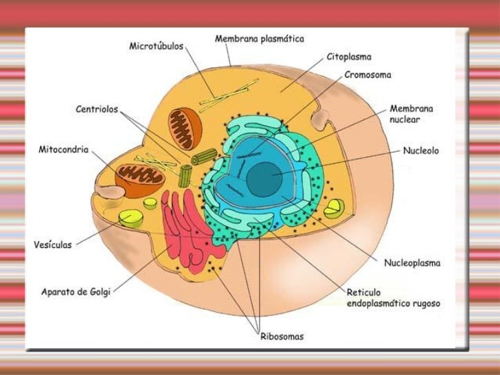 Aparato de golgi