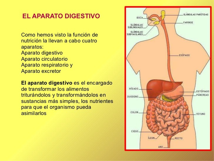 Aparato digestivo
