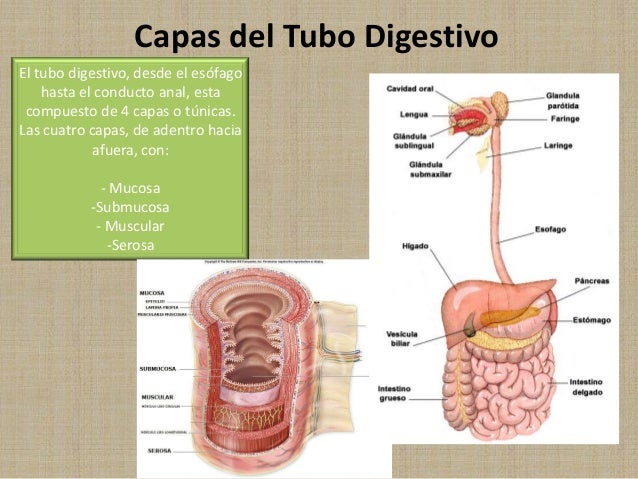 Aparato digestivo capas del tubo digestivo