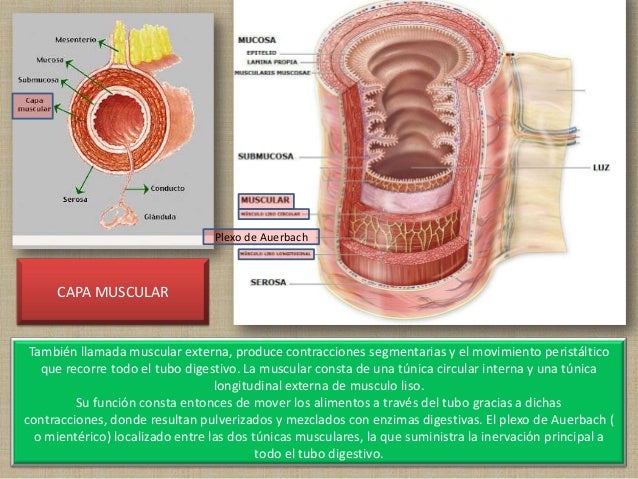 Aparato digestivo capas del tubo digestivo